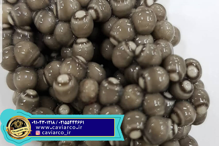 خاویار بلوگا 000